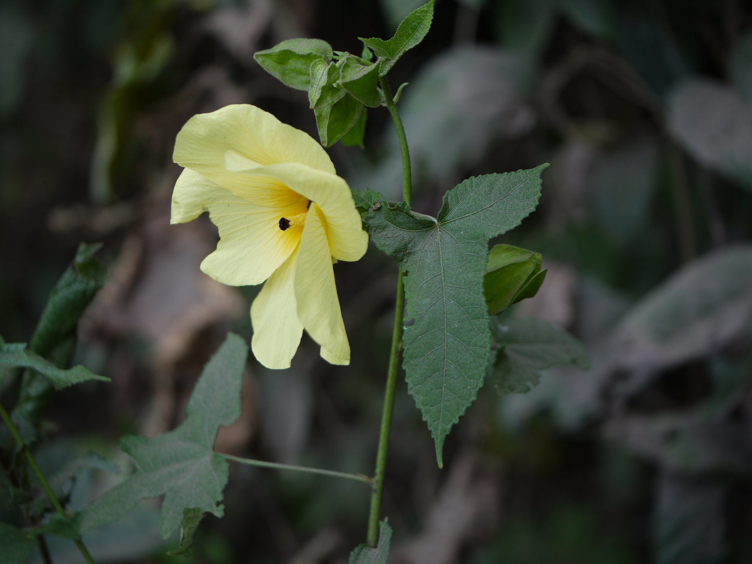 Close-up of Ambrette Musk Mallow flower with yellow petals and dark purple center.
