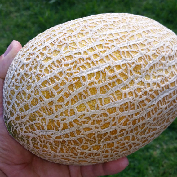 Cantaloupe plant on a strong trellis in a raised vegetable garden