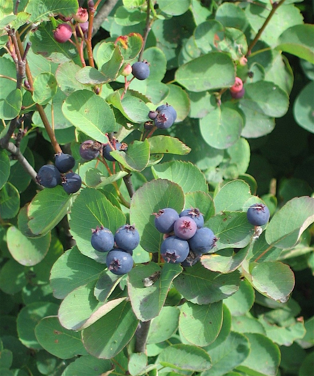 Juneberry Seeds for Planting