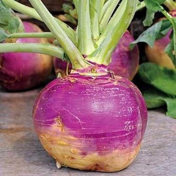 high-germination-non-gmo-purple-rutabaga-garden-seeds

