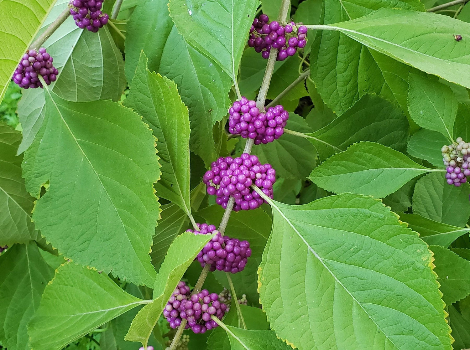 Violet Callicarpa Flower Seeds for Planting - 100 seeds for planting in home garden