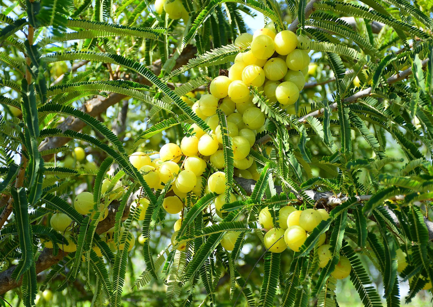 Emblica (Phyllanthus emblica)