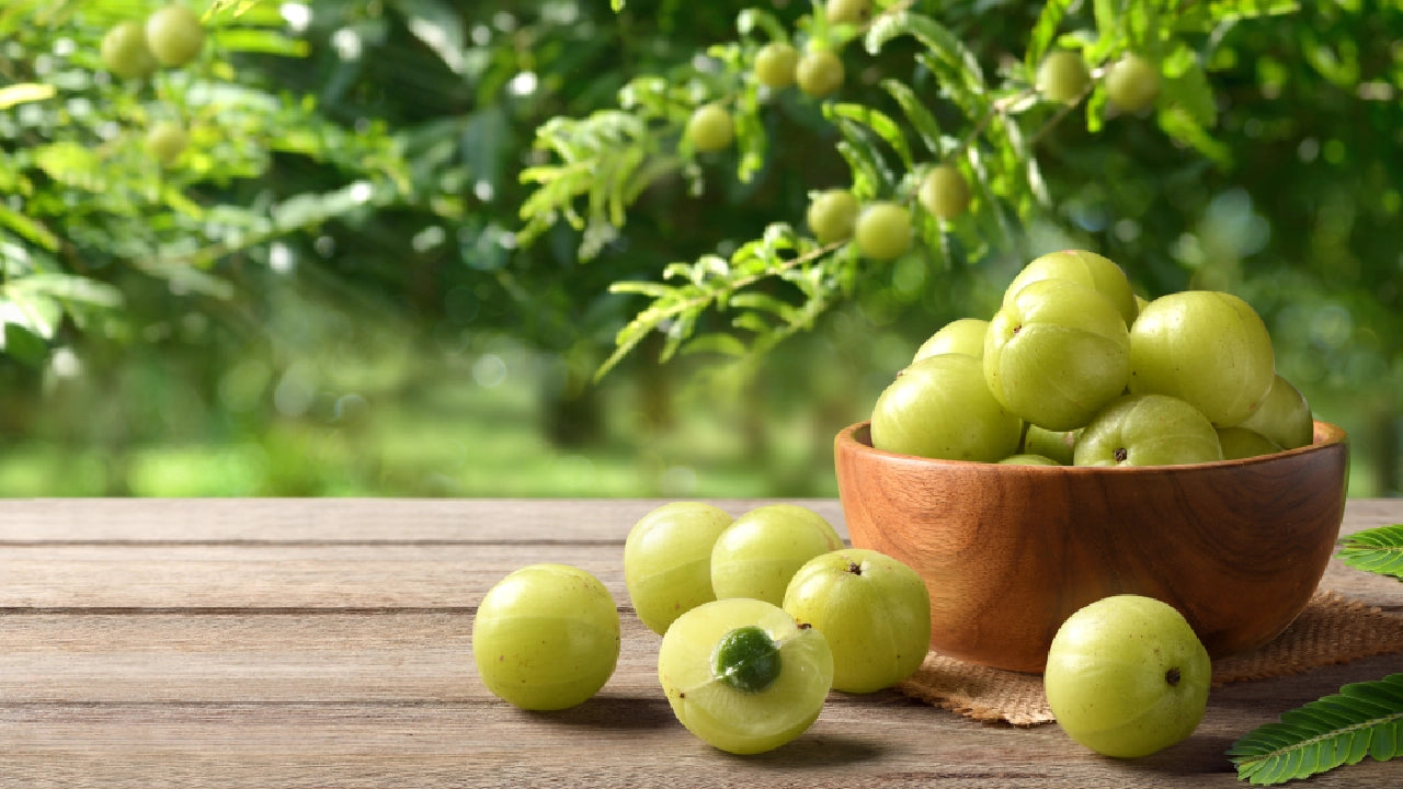 Amla Seeds (Phyllanthus emblica)