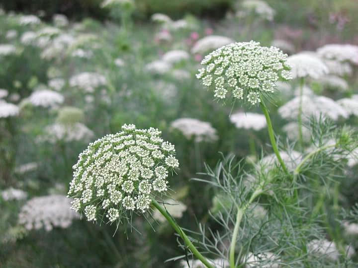 Ammi Visnaga Flower Seeds for Planting – Lacy White Medicinal and Ornamental Blooms