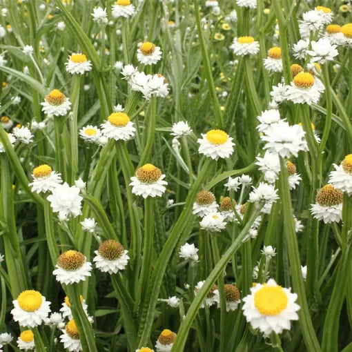Ammobium Everlasting Seeds Winged Everlasting Flowers High Germination Garden Seeds heirloom non-gmo seeds