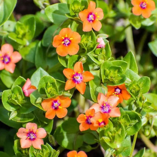 Anagallis Arvensis Annual Herb Flower heirloom non-gmo organic garden seeds
