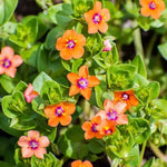 Anagallis Arvensis Annual Herb Flower heirloom non-gmo organic garden seeds