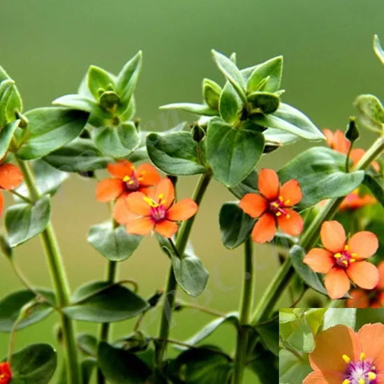 Anagallis Arvensis Annual Herb Flower – Heirloom, Non-GMO, High Germination Organic Garden Seeds