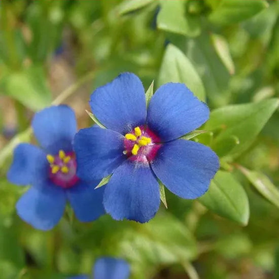 Anagallis Arvensis Humidity Tolerant Annual Herb Flower heirloom non-gmo organic garden seeds