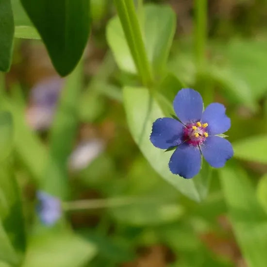 Anagallis Arvensis Humidity Tolerant Annual Herb Flower – Heirloom, Non-GMO, High Germination Organic Garden Seeds
