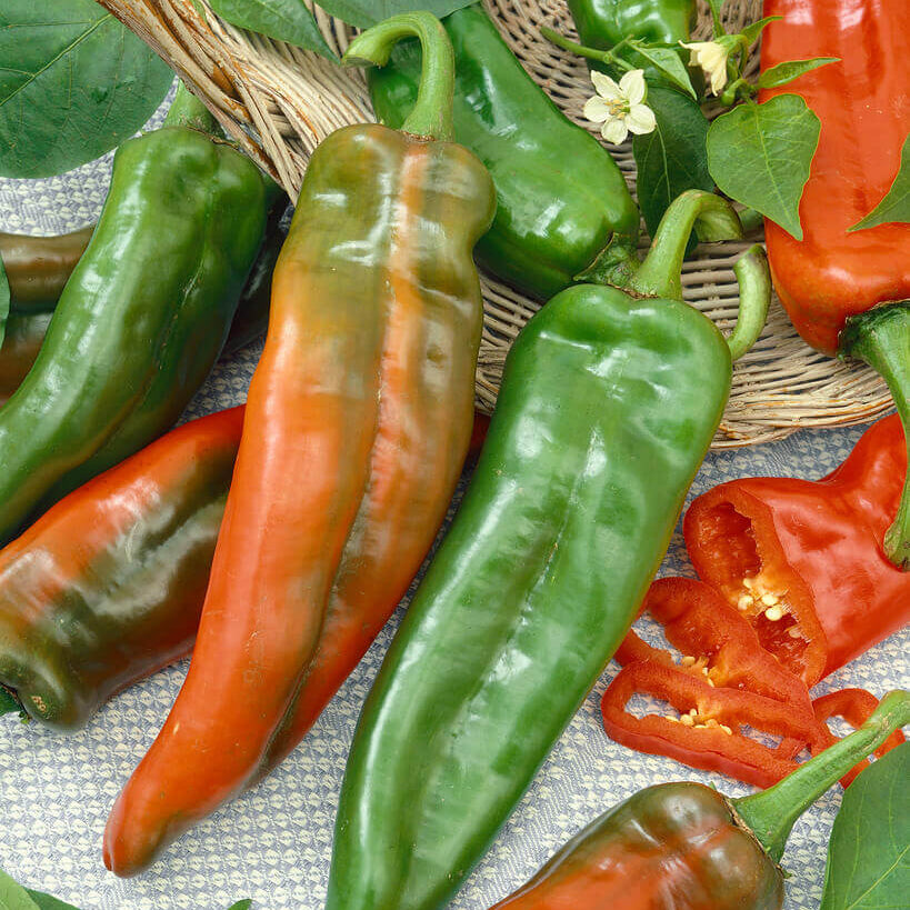 Anaheim Pepper Seeds Heirloom Non-GMO High Germination Organic Garden Seeds