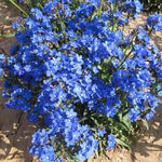 Anchusa Capensis Shade Tolerant Annual Herb Flower heirloom non-gmo organic garden seeds