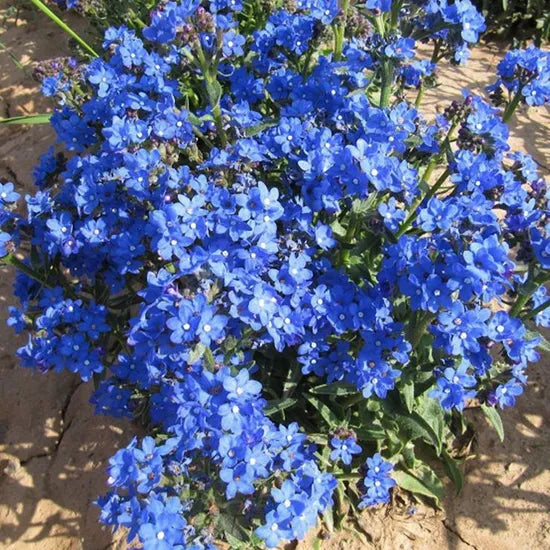 Anchusa Capensis Shade Tolerant Annual Herb Flower heirloom non-gmo organic garden seeds
