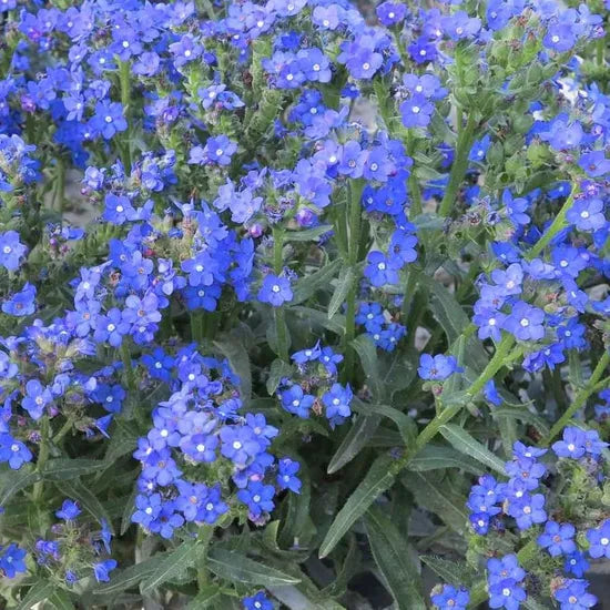 Anchusa Capensis Shade Tolerant Annual Herb Flower – Heirloom, Non-GMO, High Germination Organic Garden Seeds