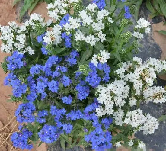 Anchusa Capensis Sun Loving Annual Herb Flower – Heirloom, Non-GMO, High Germination Organic Garden Seeds