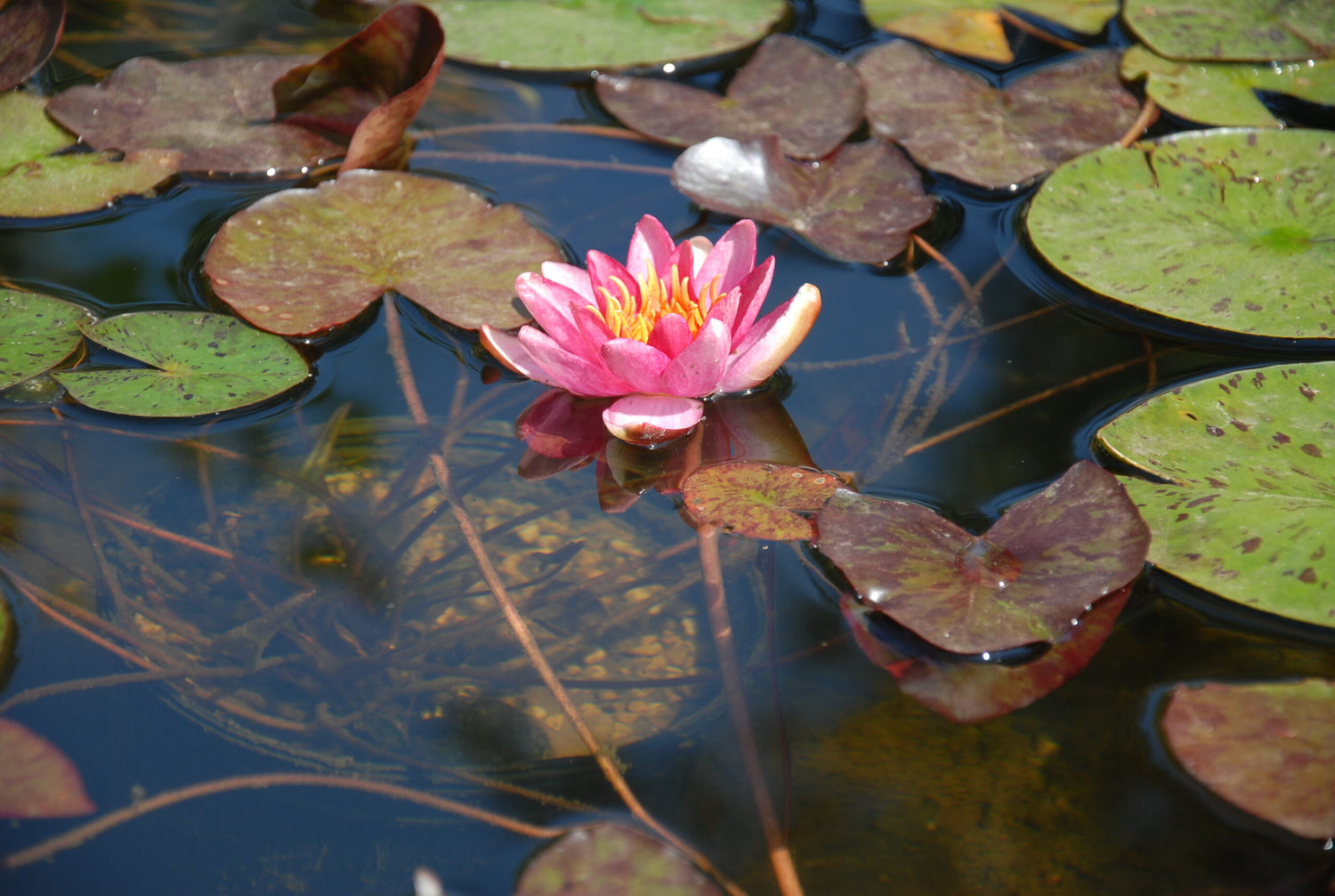 Hardy Waterlily Indiana