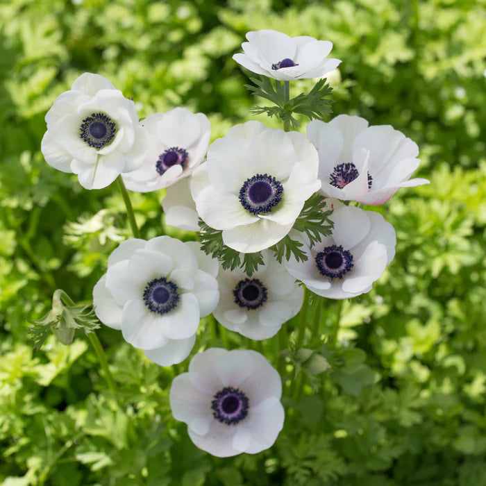 Anemone Bulbs - De Caen White