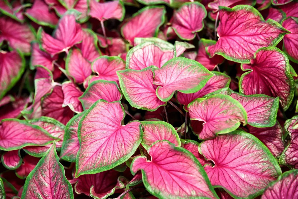 Close-up of a heart-shaped Angel Wings Caladium leaf showing vibrant bicolor pattern.