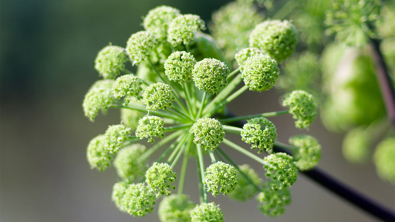 Angelica Herb Seeds for Medicinal and Aromatic Herb Gardens – Fresh Herb for Your Garden