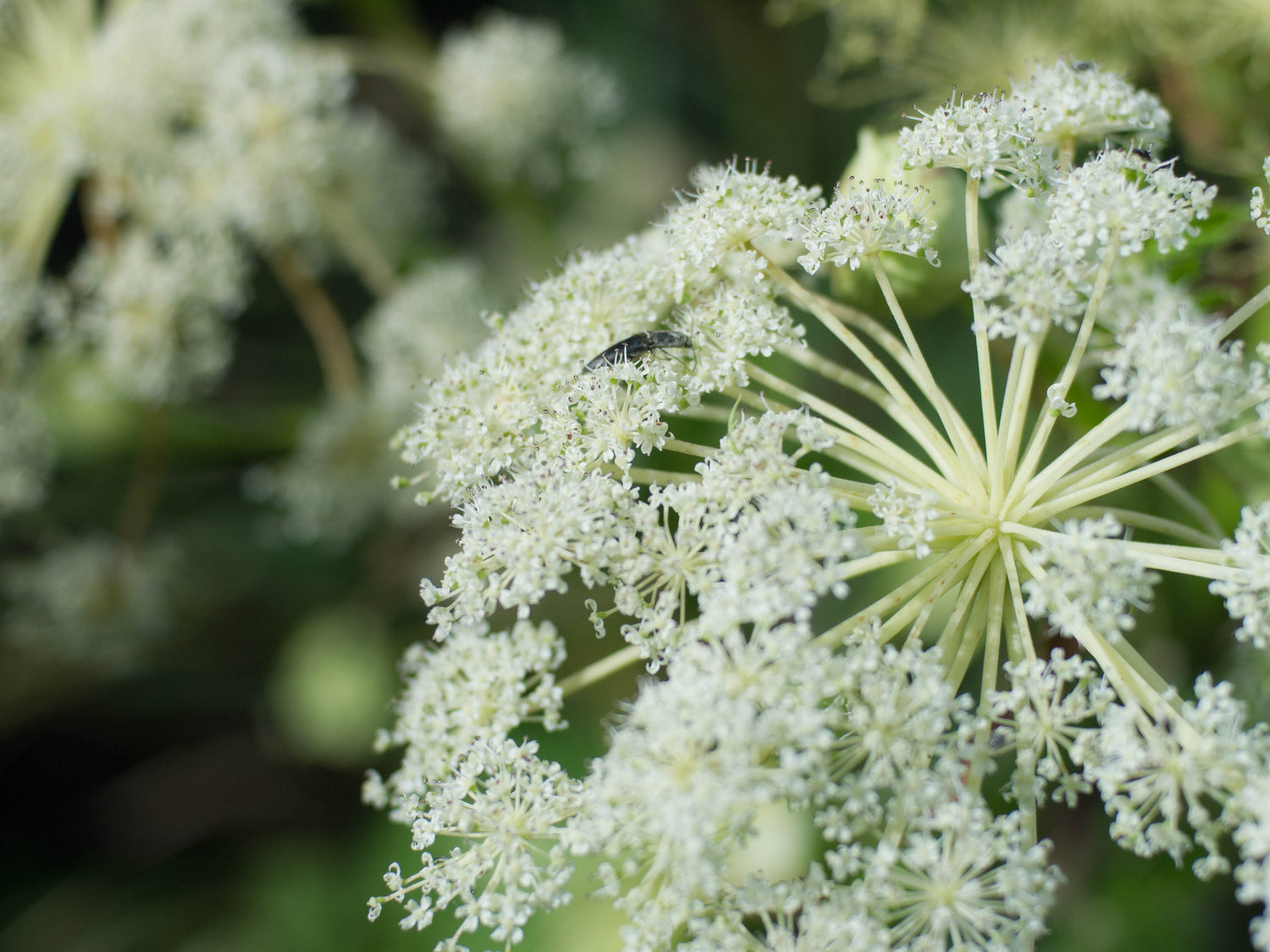 Angelica