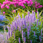 Giant Anise Hyssop Flower Seeds – Heirloom, Non-GMO Herb Seeds for Pollinator-Friendly Planting - Anise for planting in home garden