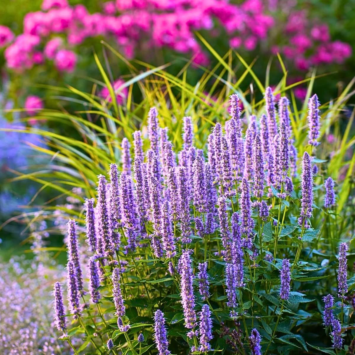 Giant Anise Hyssop Flower Seeds – Heirloom, Non-GMO Herb Seeds for Pollinator-Friendly Planting - Anise for planting in home garden