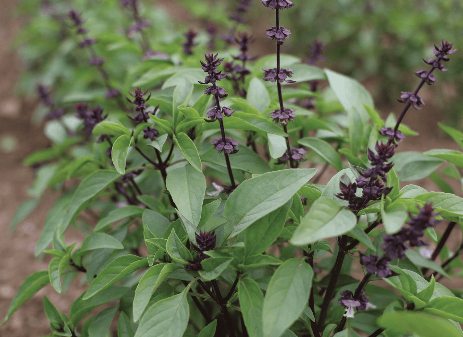Freshly harvested Anise Basil leaves - herbs for Asian cuisine.