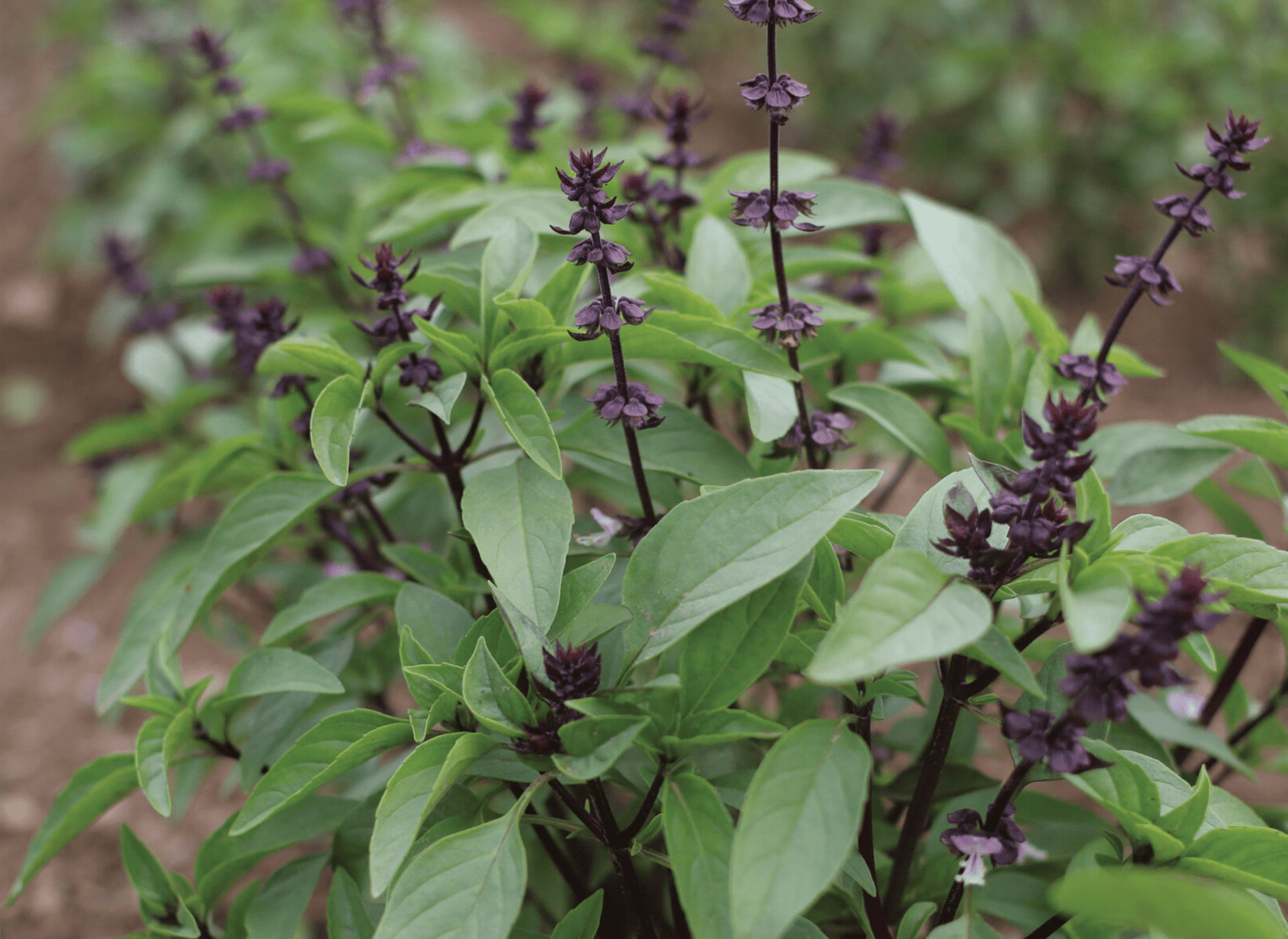 Freshly harvested Anise Basil leaves - herbs for Asian cuisine.