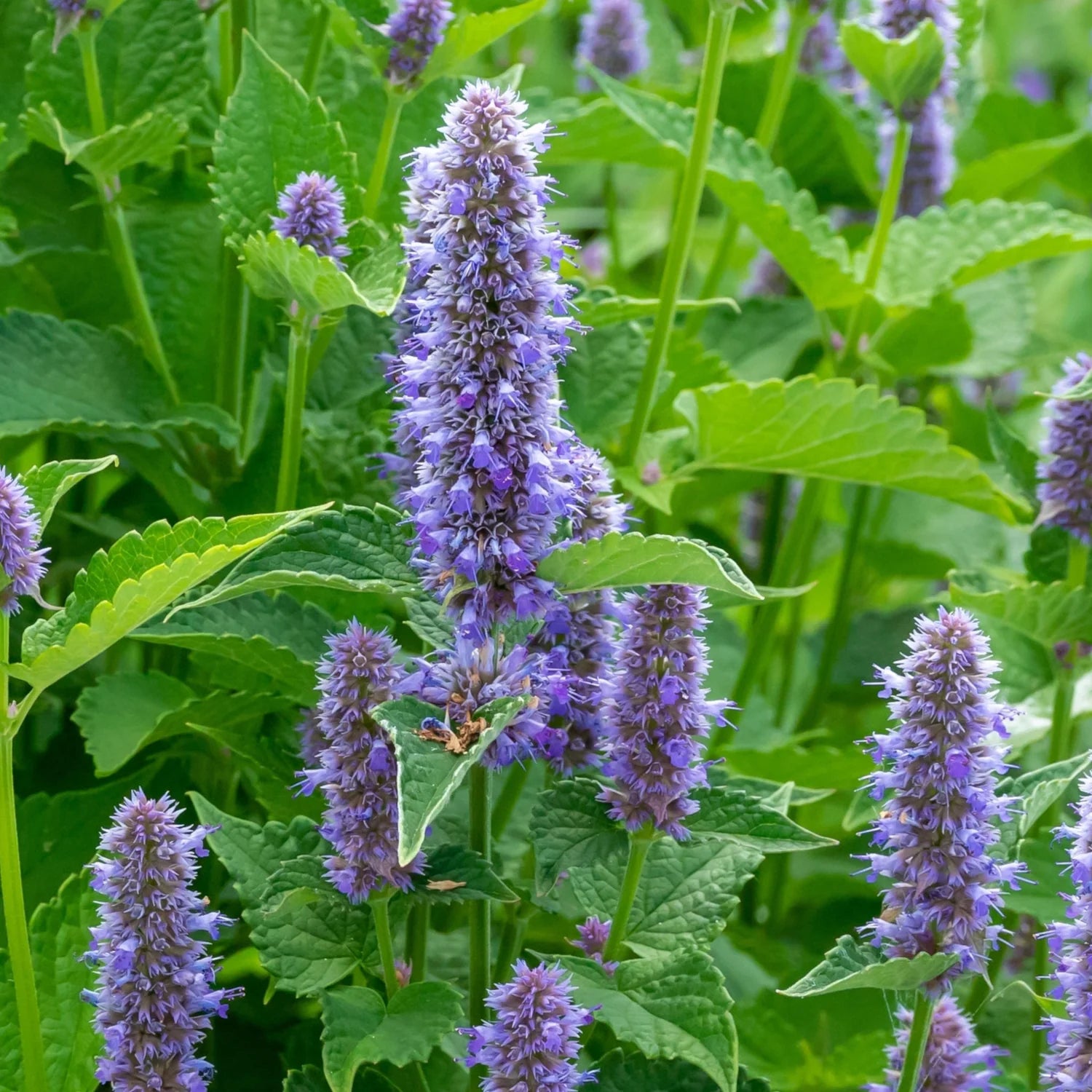 Blue Hyssop Seeds for Planting – Heirloom, Non-GMO Aromatic Herb Seeds