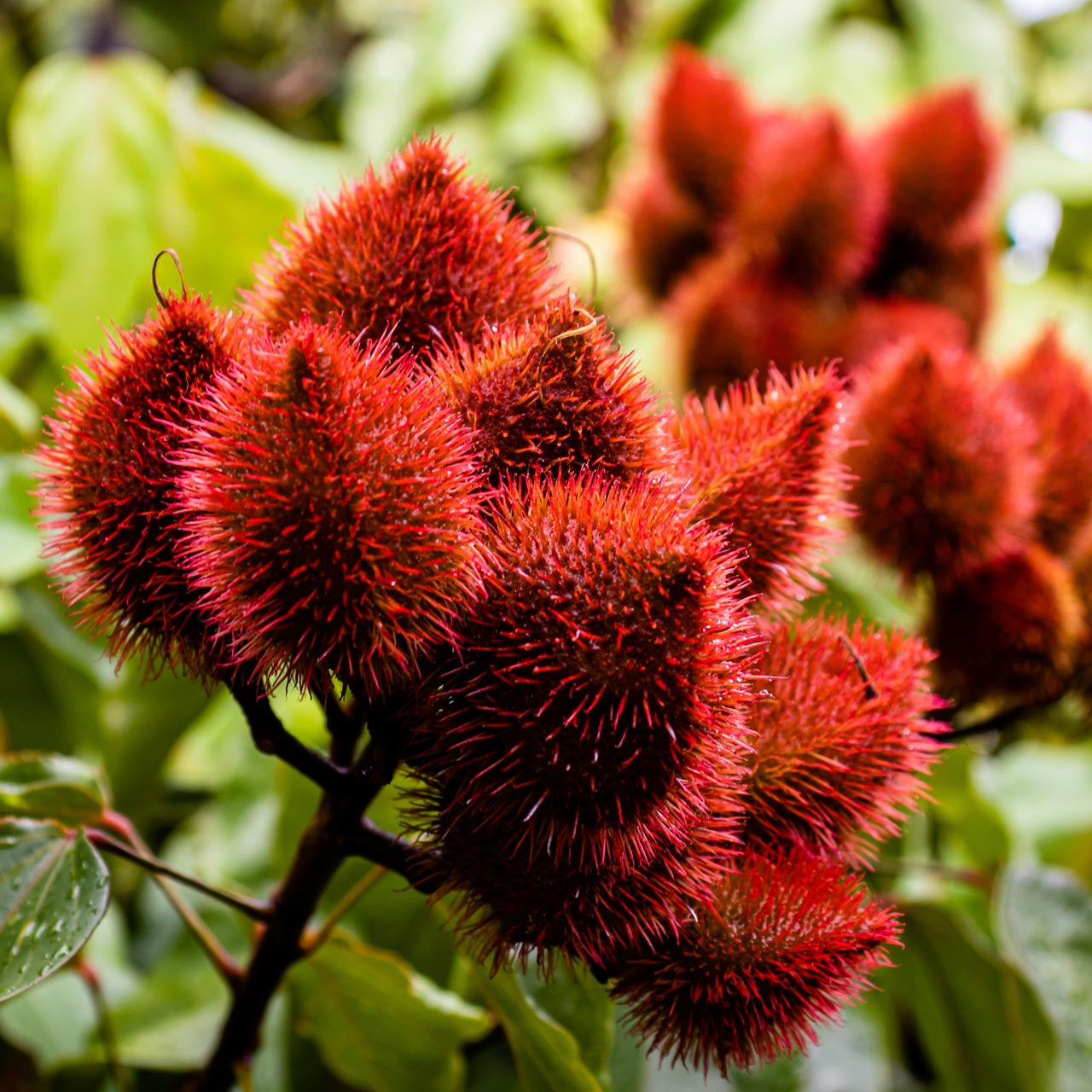 Annatto Seeds (Bixa orellana)