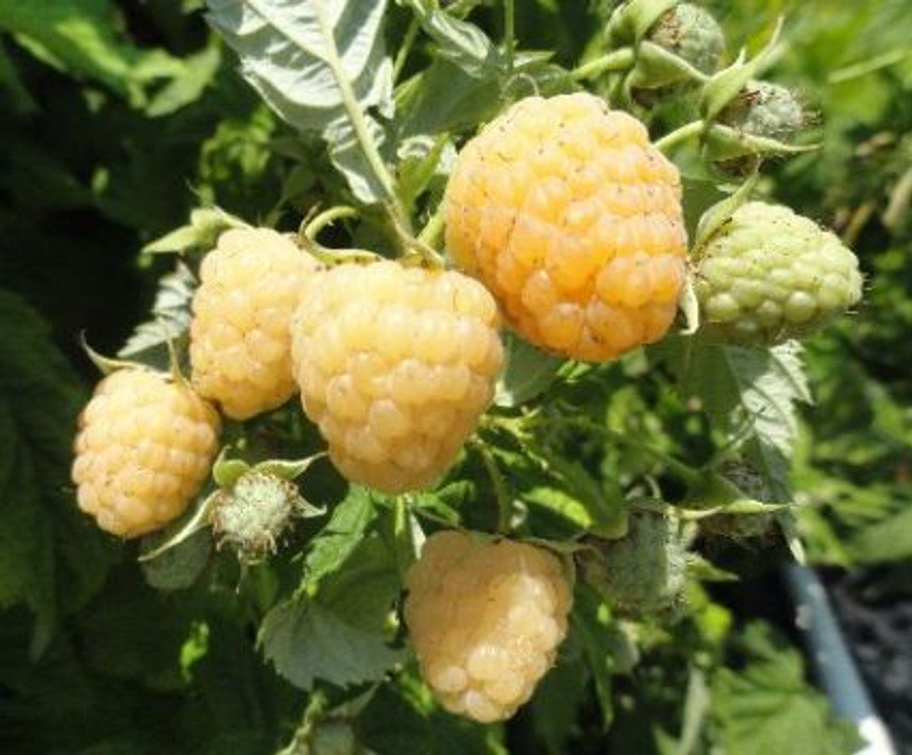 Anne Raspberry Plants