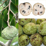 Fresh Custard Apple seeds (Annona cherimola) for sale, grow your own exotic fruit tree.