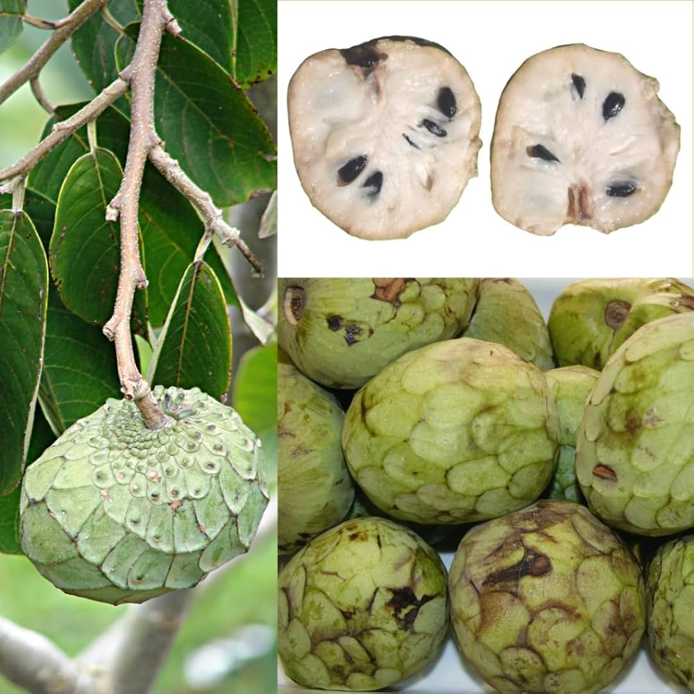 Fresh Custard Apple seeds (Annona cherimola) for sale, grow your own exotic fruit tree.