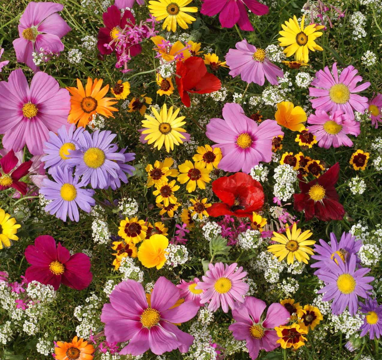 Annual flower mix of Seeds – Heirloom, Non-GMO, High Germination Organic Garden Seeds