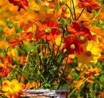 Annul Herb Flower Cosmos Sulphureus heirloom non-gmo organic garden seeds