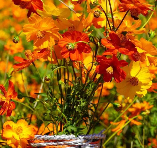 Annul Herb Flower Cosmos Sulphureus heirloom non-gmo organic garden seeds