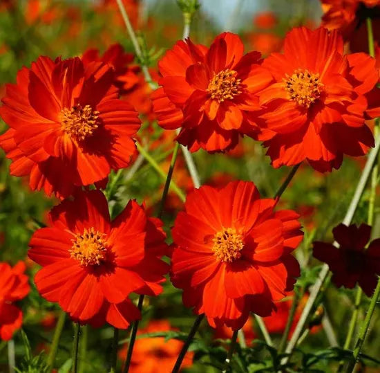 Annul Herb Flower Cosmos Sulphureus – Heirloom, Non-GMO, High Germination Organic Garden Seeds