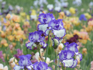 Another Chapter Tall Bearded Iris