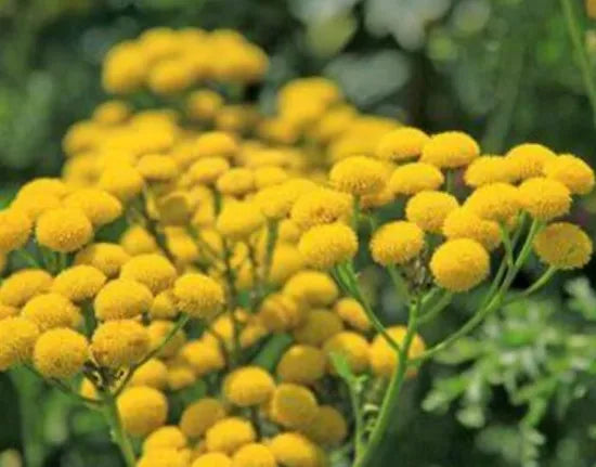 Anther Edible Dual Purpose Button Chamomile Flower – Heirloom, Non-GMO, High Germination Organic Garden Seeds