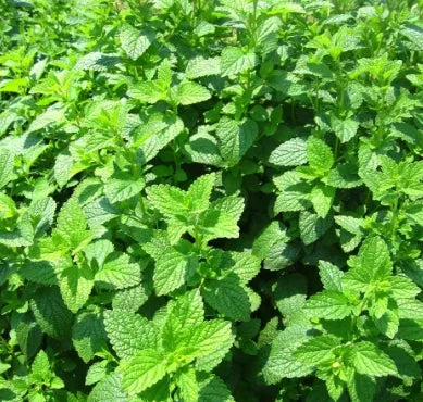 Anther Edible Dual Purpose Lemon Balm Aromatic Flower For Planting heirloom non-gmo organic garden seeds