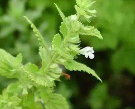 Anther Edible Dual Purpose Lemon Balm Aromatic Flower For Planting – Heirloom, Non-GMO, High Germination Organic Garden Seeds