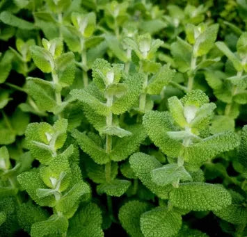 Anther Edible Dual Purpose Mentha Spicata Flower For Planting heirloom non-gmo organic garden seeds