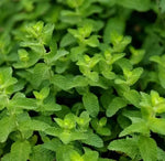 Anther Edible Dual Purpose Mentha Spicata Flower For Sowing heirloom non-gmo organic garden seeds