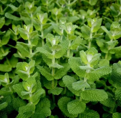 Anther Edible Dual Purpose Mentha Spicata Flower For Sowing – Heirloom, Non-GMO, High Germination Organic Garden Seeds