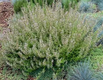 Anther Edible Dual Purpose Micromeria Thymifolia Flower heirloom non-gmo organic garden seeds