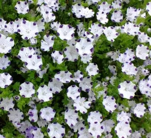 Anther Edible Dual Purpose Nemophila Maculata Flower For Planting – Heirloom, Non-GMO, High Germination Organic Garden Seeds