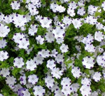 Anther Edible Dual Purpose Nemophila Maculata Flower heirloom non-gmo organic garden seeds
