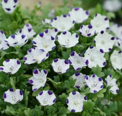 Anther Edible Dual Purpose Nemophila Maculata Flower – Heirloom, Non-GMO, High Germination Organic Garden Seeds
