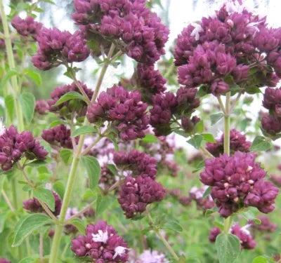Anther Edible Dual Purpose Origanum Vulgare heirloom non-gmo organic garden seeds