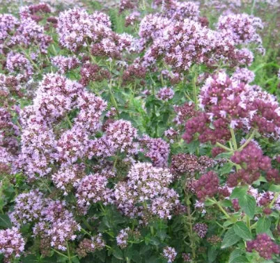 Anther Edible Dual Purpose Origanum Vulgare – Heirloom, Non-GMO, High Germination Organic Garden Seeds